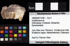 Foto (Objket + Etiketten) von Gabriella anfracta (Schweitzer & Feldmann, 2009) 